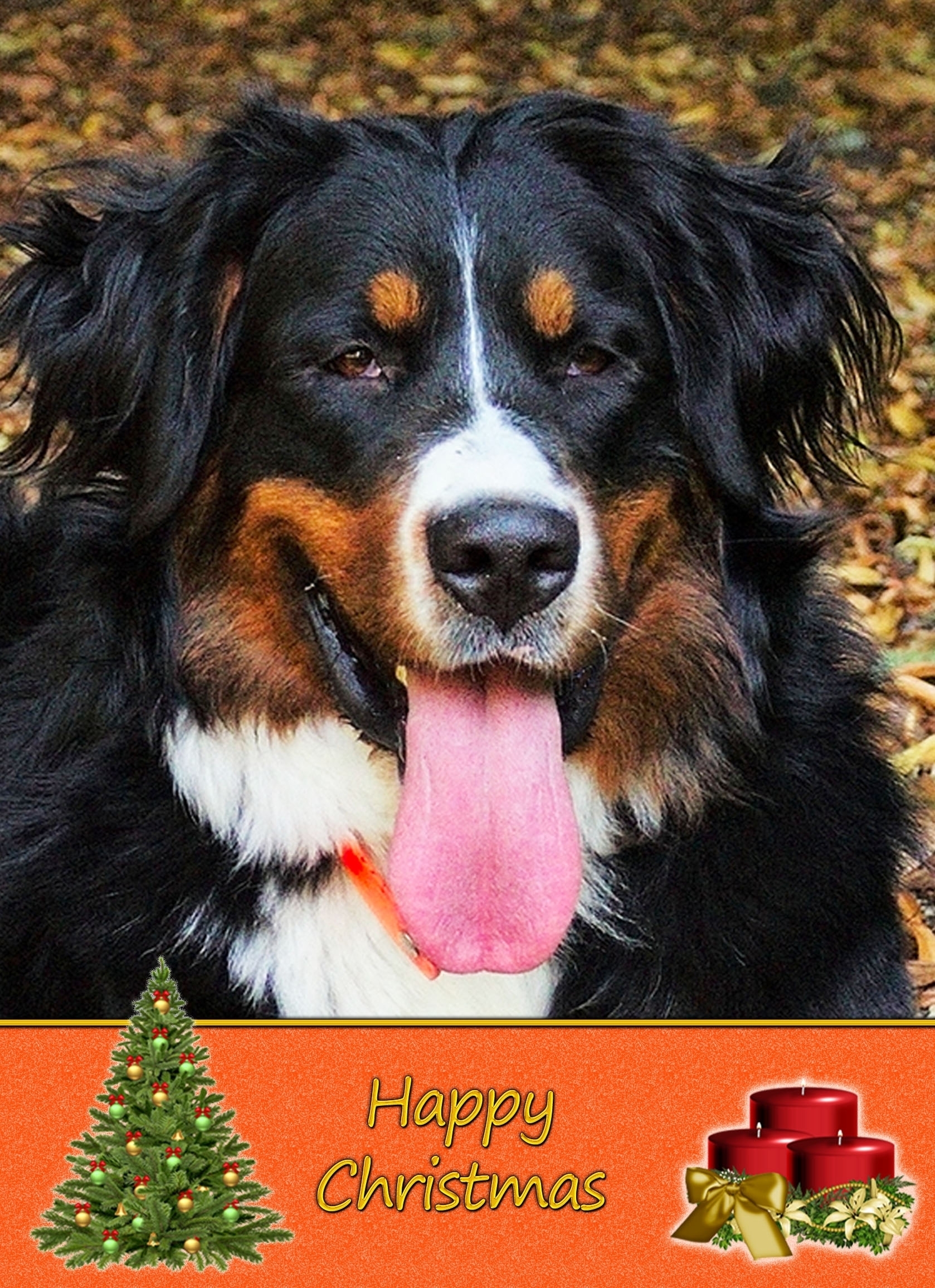Bernese Mountain Dog Christmas Card - Bernese Mountain Dog Christmas Card 4 3 Bernese Mountain Dog Christmas Card