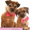 Border Terrier Birthday Card