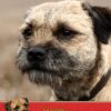 Border Terrier Birthday Card