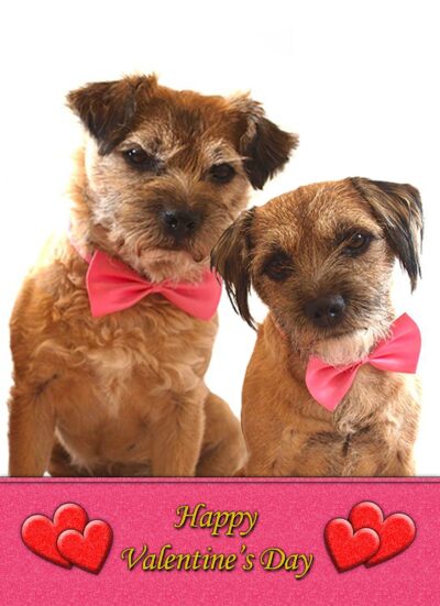 Border Terrier Valentines Day Card