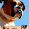 Boxer Mothers Day Card