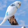 Budgie Fathers Day Card