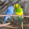 Budgie Greeting Card