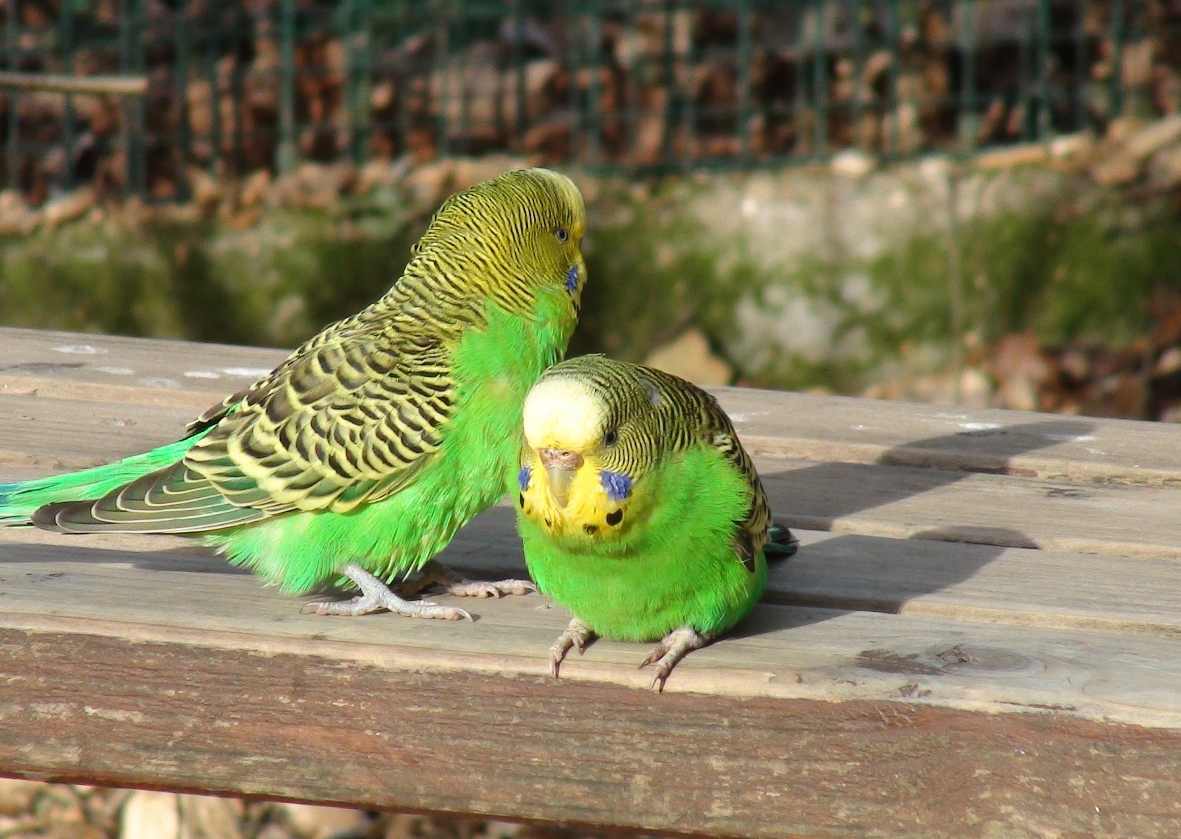 Budgie Greeting Card - Budgie Greeting Card 9 3 Budgie Greeting Card