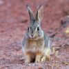 Bunny Rabbit Greeting Card