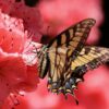 Butterfly Greeting Card