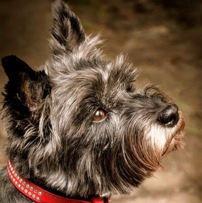 Cairn Terrier Dog Greeting Card
