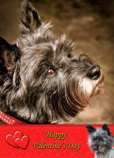 Cairn Terrier Valentines Day Card