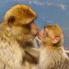 Capuchin Monkey Greeting Card