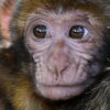 Capuchin Monkey Greeting Card