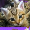 Cat Fathers Day Card