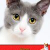 Cat Fathers Day Card