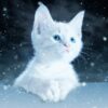 Cat Greeting Card