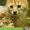 Cheetah Birthday Card