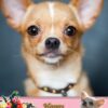 Chihuahua Mothers Day Card