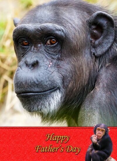 Chimpanzee Monkey Fathers Day Card