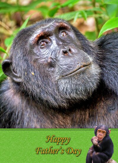 Chimpanzee Monkey Fathers Day Card