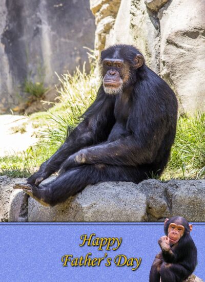 Chimpanzee Monkey Fathers Day Card