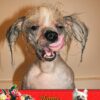 Chinese Crested Mothers Day Card