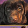 Chocolate Labrador Birthday Card