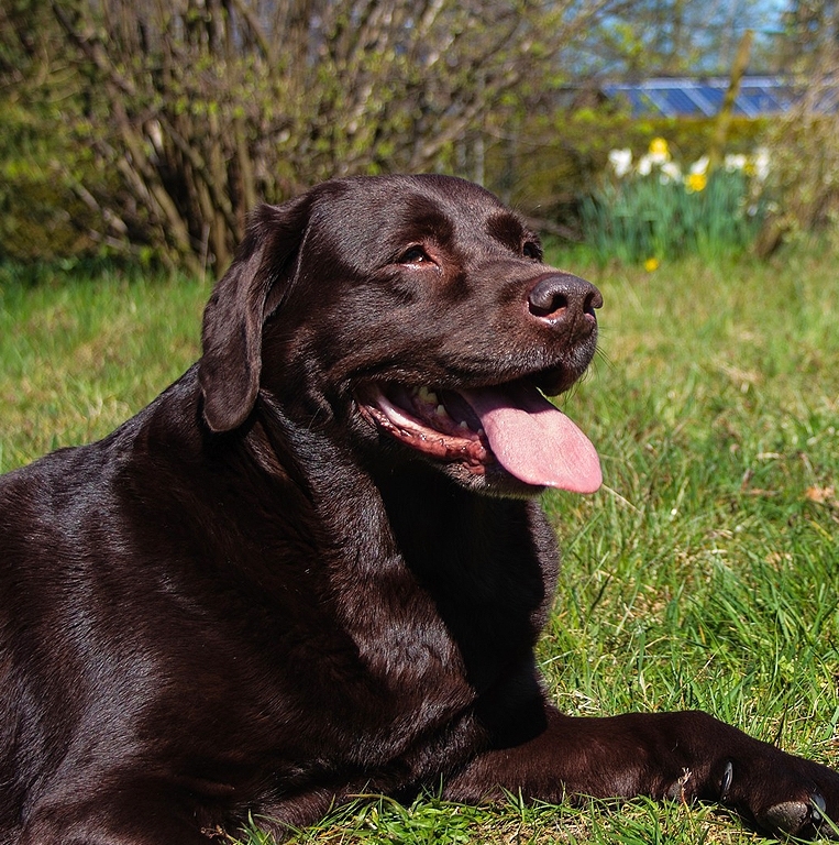 Chocolate Labrador Dog Greeting Card - Chocolate Labrador Dog Greeting Card 3 Chocolate Labrador Dog Greeting Card