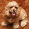 Cocker Spaniel Dog Greeting Card