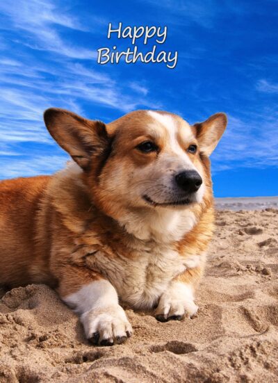 Corgi Birthday Card