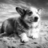 Corgi Black and White Art Birthday Card