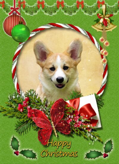 Corgi Christmas Card