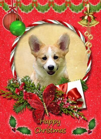 Corgi Christmas Card