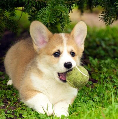 Corgi Dog Greeting Card
