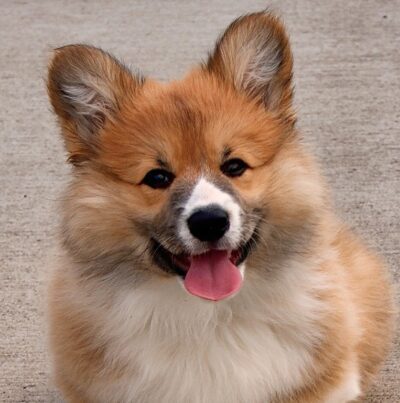 Corgi Dog Greeting Card