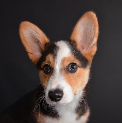 Corgi Dog Greeting Card