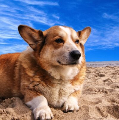 Corgi Dog Greeting Card