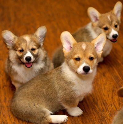 Corgi Dog Greeting Card