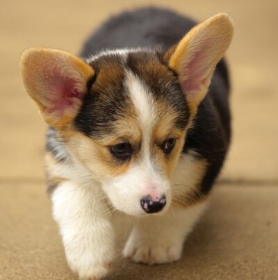Corgi Dog Greeting Card