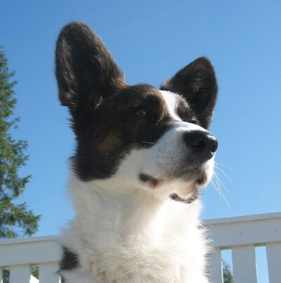 Corgi Dog Greeting Card