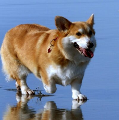 Corgi Dog Greeting Card