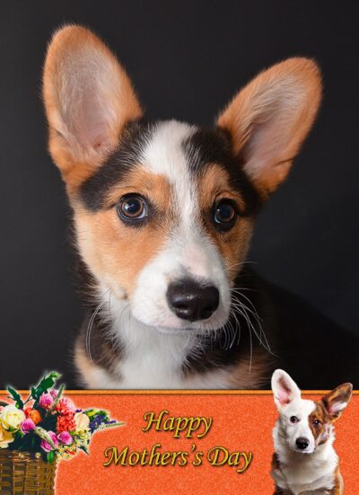 Corgi Mothers Day Card