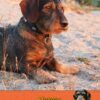 Dachshund Sausage Dog Birthday Card