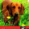 Dachshund Valentines Day Card