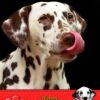 Dalmatian Valentines Day Card