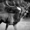 Deer Stag Black and White Art Birthday Card