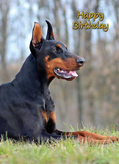Doberman Birthday Card
