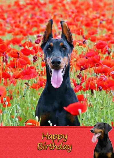 Doberman Birthday Card