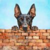 Doberman Dog Art Square Blank Greeting Card