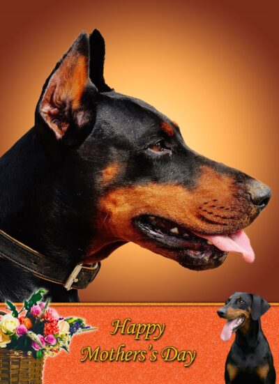 Doberman Mothers Day Card