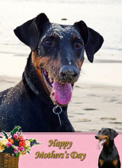 Doberman Mothers Day Card
