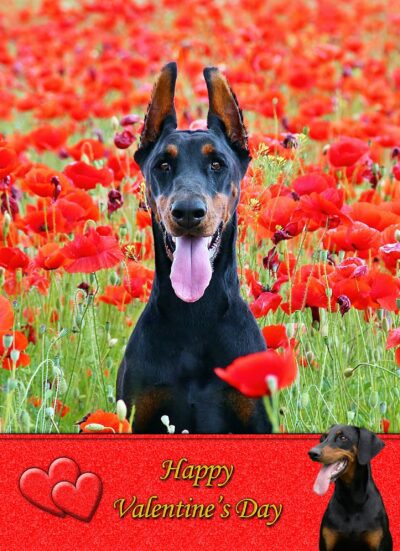 Doberman Valentines Day Card