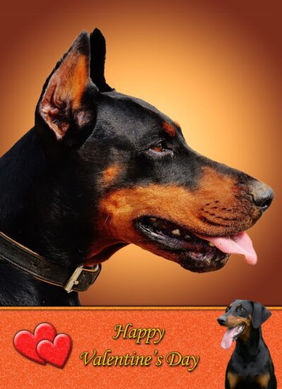 Doberman Valentines Day Card